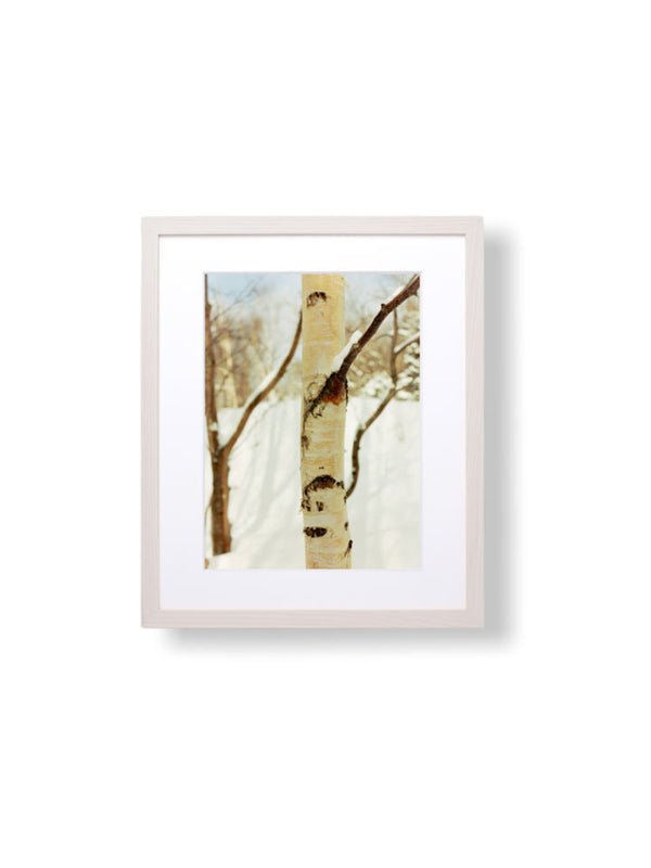 WHITE BIRCH, SHIRETOKO FRAMED ( SOLD OUT )